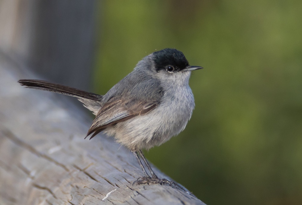 Coastal California Gnatcatcher